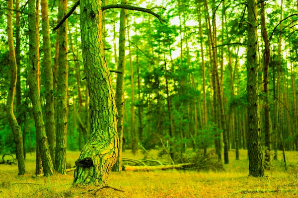 Tronchi Verdi Pini Sera Nella Foresta — Foto Stock