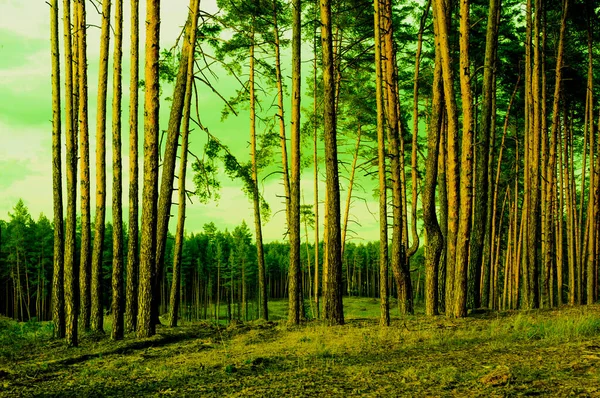 Tronchi Verdi Pini Sullo Sfondo Una Foresta Con Bel Cielo — Foto Stock