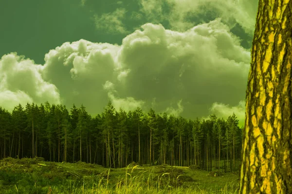 Troncos Verdes Pinos Sobre Telón Fondo Bosque Con Hermoso Cielo — Foto de Stock