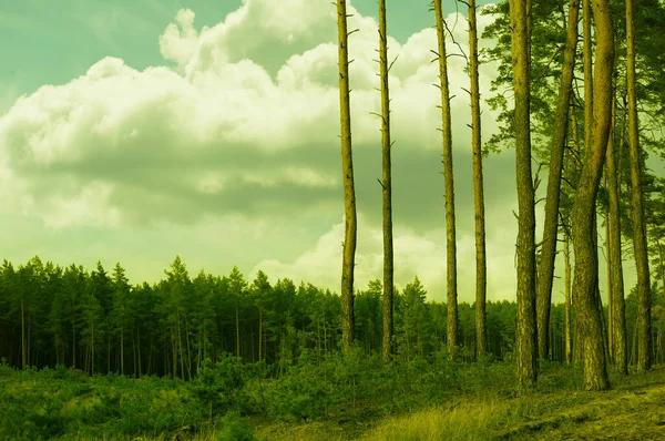 Зелені Стовбури Сосен Тлі Лісу Красивим Небом — стокове фото