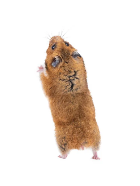 Hamster Sírio Fica Suas Patas Traseiras Isolado Fundo Branco — Fotografia de Stock