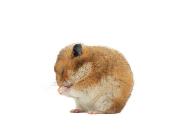 Syrian Hamster Isolerad Vit Bakgrund Sitter Hoprullad Boll — Stockfoto