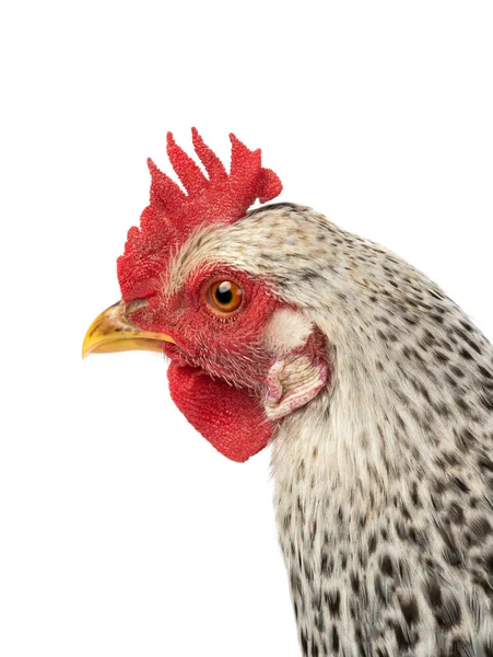 Portré Szürke Csirke Elszigetelt Fehér Háttér — Stock Fotó