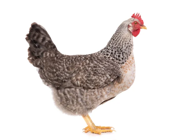 Graues Huhn Isoliert Auf Weißem Hintergrund — Stockfoto