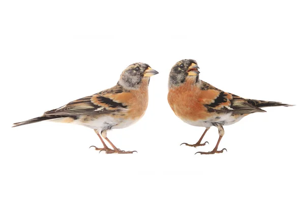 Twee Brambling Vogel Geïsoleerd Witte Achtergrond — Stockfoto