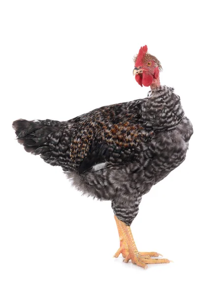 白い背景に隔離された裸の首の雄鶏 — ストック写真