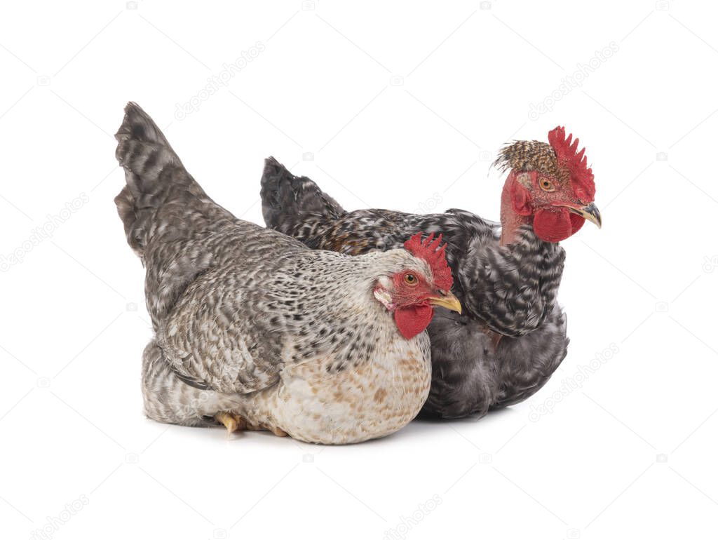 Hen and rooster isolated on white background.