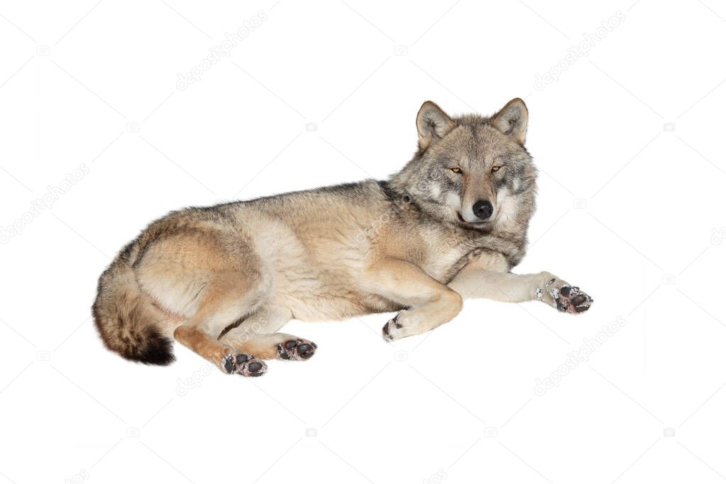 gray wolf lies, isolated on white background