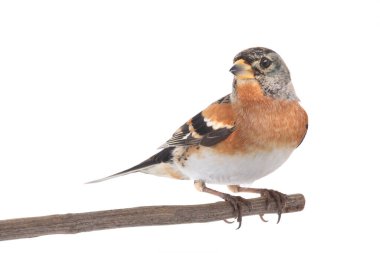 Çalı bülbülü beyaz arka planda izole.