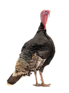 Türkiye beyaz arka planda tek başına geride duruyor.