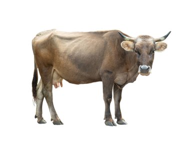 Kahverengi inek beyaz arka planda izole.