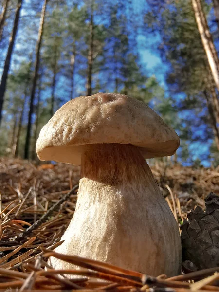 Macro Shot White Mushroom Standing Forest Autumn — Stock Photo, Image