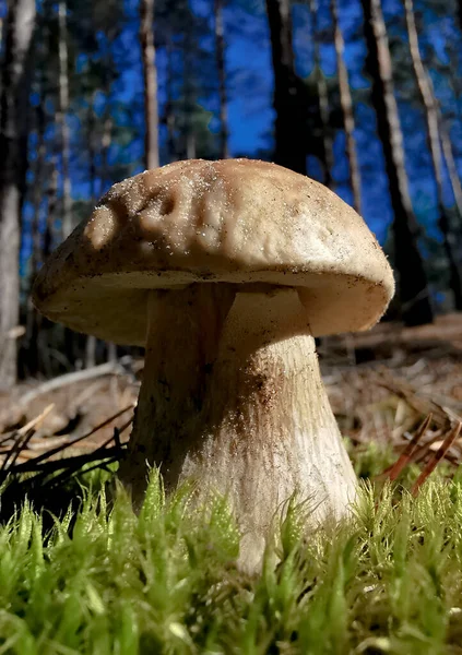 Macro Shot Van Een Witte Paddenstoel Staand Het Bos Herfst — Stockfoto