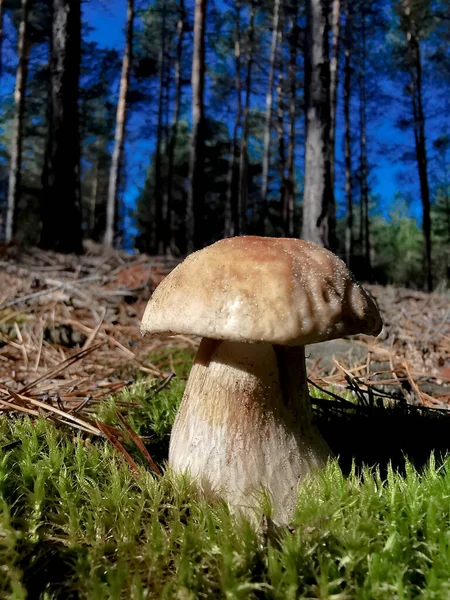 Macro Shot Van Een Witte Paddenstoel Staand Het Bos Herfst — Stockfoto