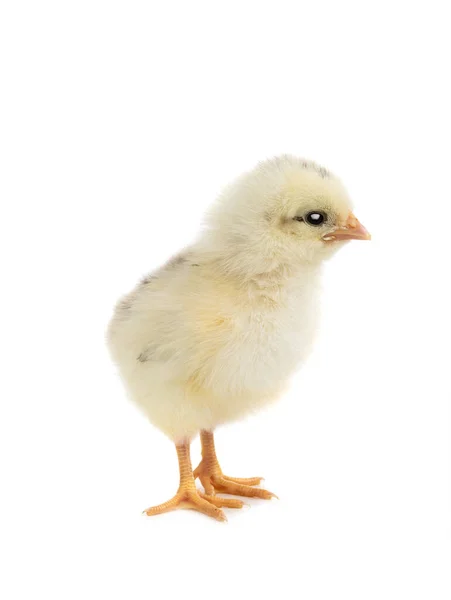 Pollo Aislado Sobre Fondo Blanco — Foto de Stock