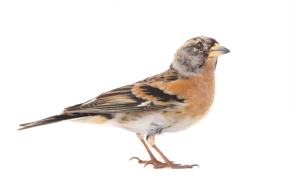 Brambling Pássaro Isolado Fundo Branco — Fotografia de Stock