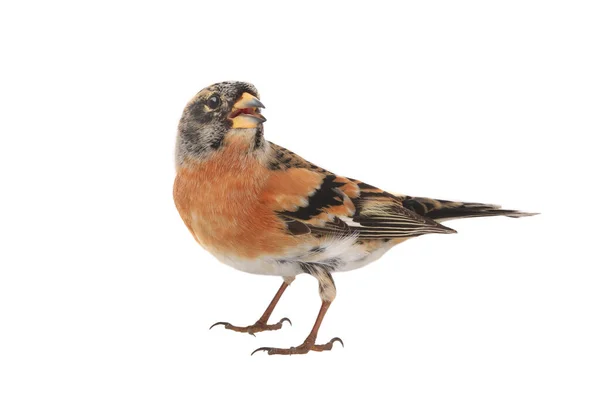 Brambling Pták Izolované Bílém Pozadí — Stock fotografie