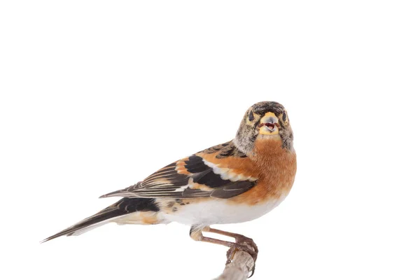 Brambling Pássaro Isolado Fundo Branco — Fotografia de Stock