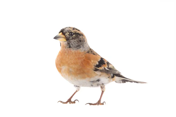 Brambling Vogel Geïsoleerd Witte Achtergrond — Stockfoto