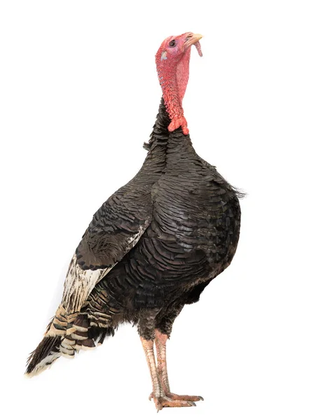Wise Turkey Standing White Background — Stock Photo, Image