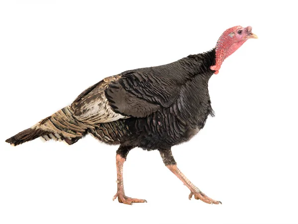 Running Turkey Isolated White Background — Stock Photo, Image