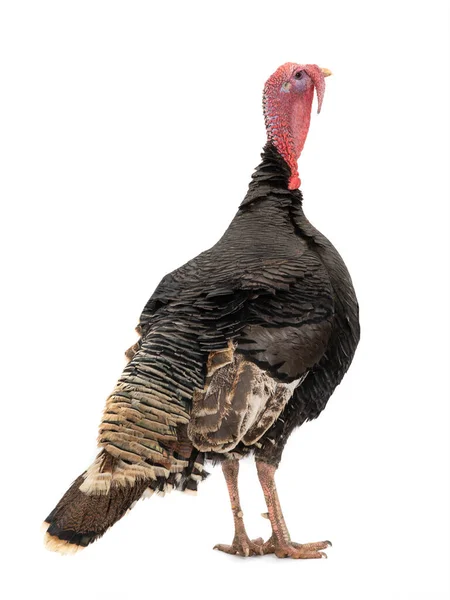 Turkey Standing Back Isolated White Background — Stock Photo, Image