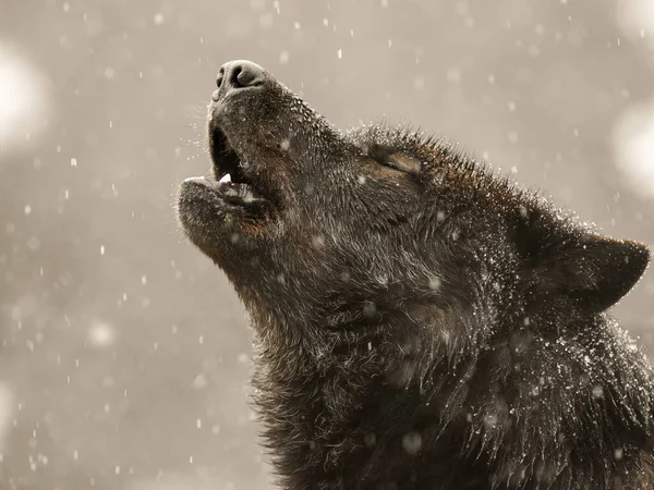 大雪中的寒冬吼叫的狼 — 图库照片