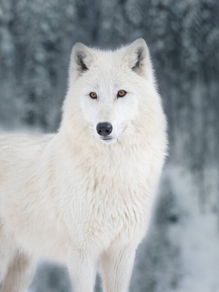 White polar wolf on the background of a snowy forest.