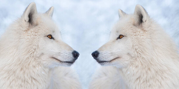 Two wolves on the background of a snowy forest in winter.