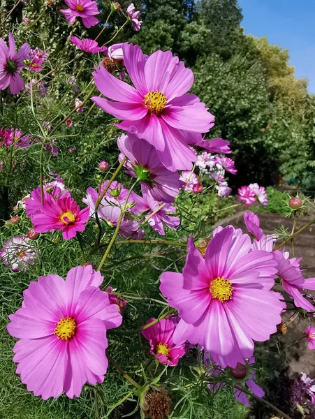 Flores Kosmeya Creciendo Jardín —  Fotos de Stock