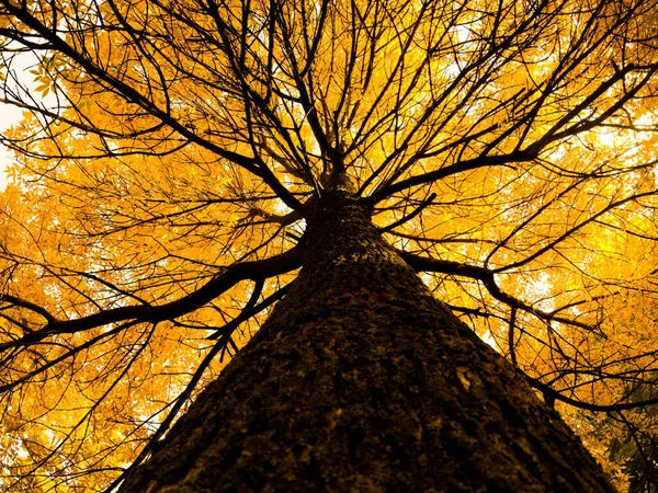 Esdoorn Boom Werd Geschoten Vanaf Het Onderste Punt Herfst — Stockfoto