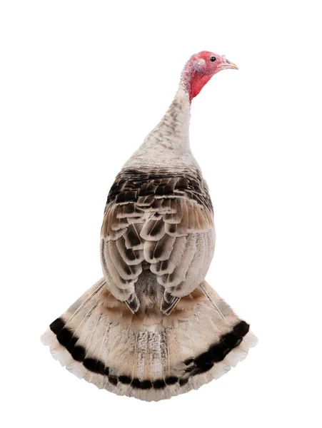 Young Gray Female Turkey Beautiful Tail Isolated White Background — Stock Photo, Image