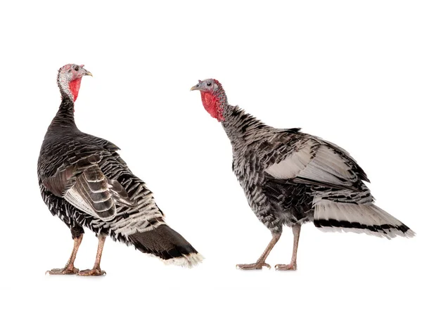 雌性黑色和灰色火鸡 在白色背景下被隔离 — 图库照片