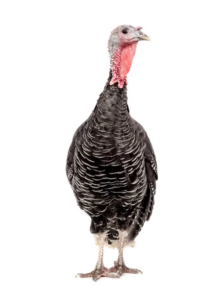 Vrouwelijke Zwarte Kalkoen Geïsoleerd Witte Achtergrond — Stockfoto