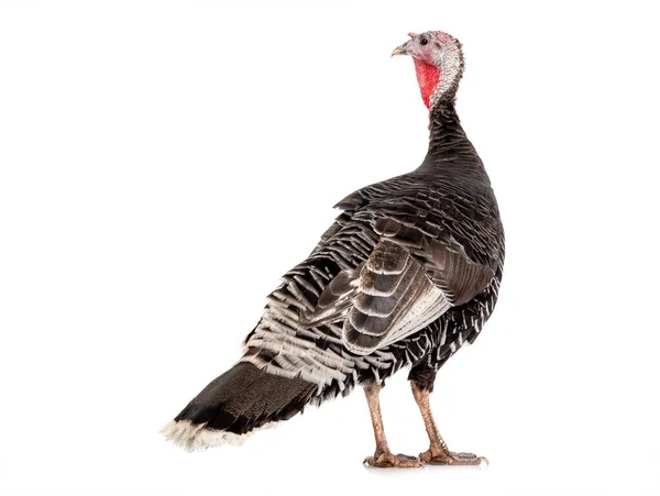 Female Black Turkey Isolated White Background — Stock Photo, Image