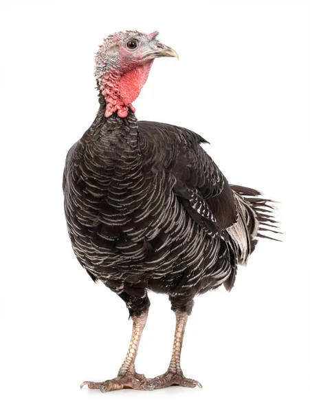 Female Black Turkey Isolated White Background — Stock Photo, Image