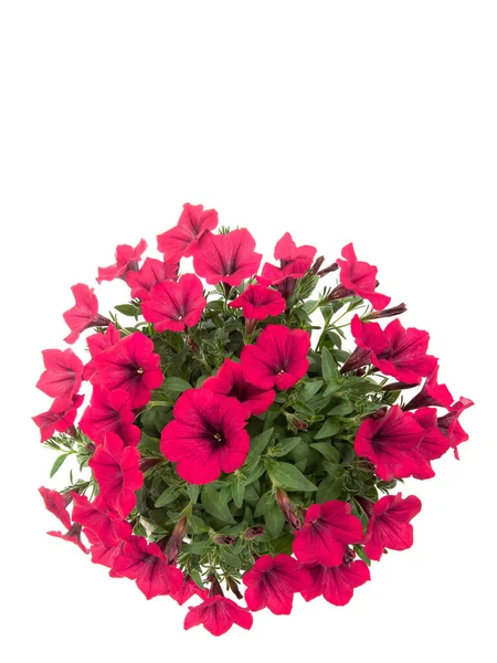 Petunia Blommor Cirkel Isolerad Vit Bakgrund — Stockfoto