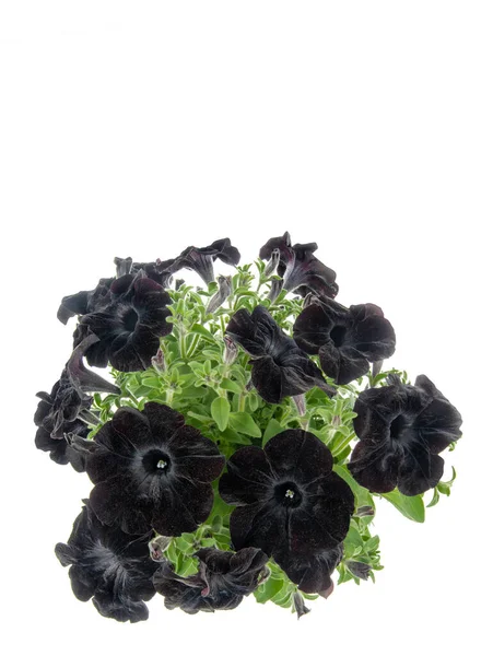 Bouquet Pétunias Noirs Isolés Sur Fond Blanc — Photo