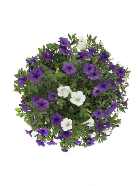 Petunia Bloemen Een Cirkel Geïsoleerd Witte Achtergrond — Stockfoto