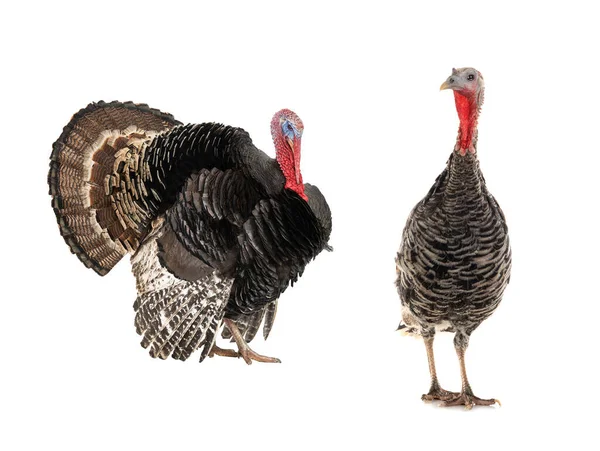 雄性和雌性火鸡在白色背景上被隔离 — 图库照片