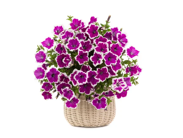 Boeket Petunia Geïsoleerd Witte Achtergrond — Stockfoto