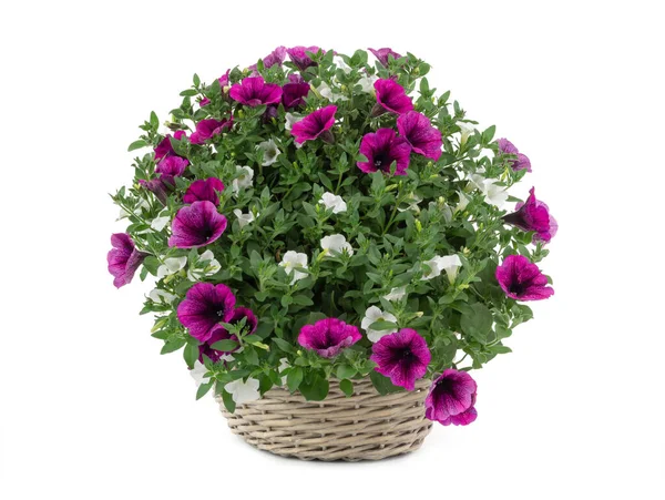 Boeket Petunia Geïsoleerd Witte Achtergrond — Stockfoto