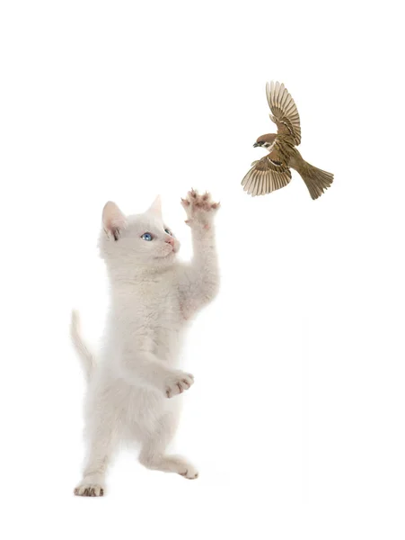 Kitten Catches Sparrow Its Paw Isolated White Background — Stock Photo, Image