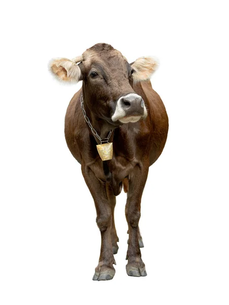 Красивая Коричневая Корова Колокольчиком Белом Фоне — стоковое фото