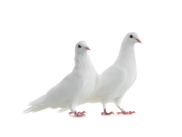 Deux Colombes Blanches Isolées Sur Fond Blanc — Photo