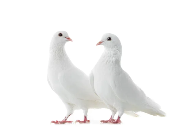 Duas Pombas Brancas Isoladas Sobre Fundo Branco — Fotografia de Stock