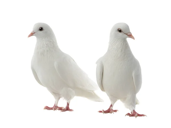 Dos Palomas Blancas Aisladas Sobre Fondo Blanco —  Fotos de Stock