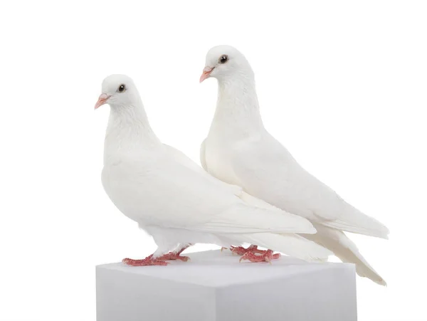 两只在白色背景上隔离的白鸽 — 图库照片