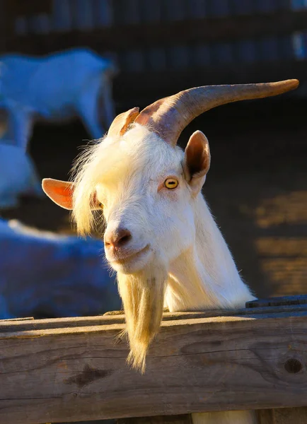 Schöne Ziege Blickt Auf Dem Bauernhof Die Kamera — Stockfoto