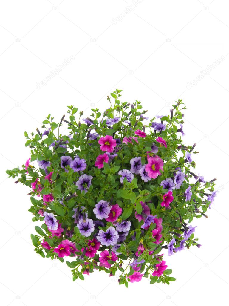 petunia flowers isolated on white background for writing text
